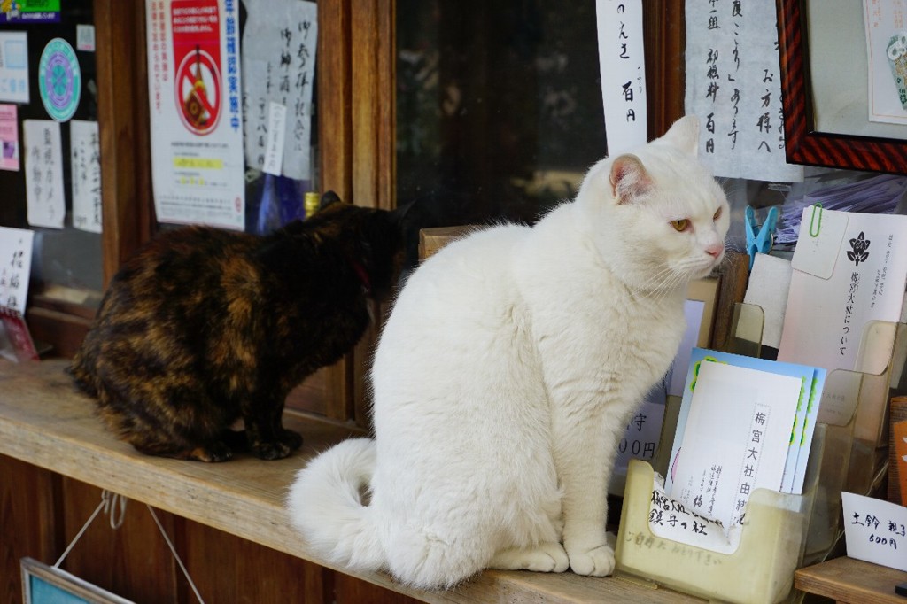 梅宮大社のネコちゃん＾＾