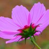 コスモスの小径2