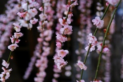 浜松奥山高原昇竜しだれ梅