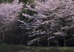 桜吹雪
