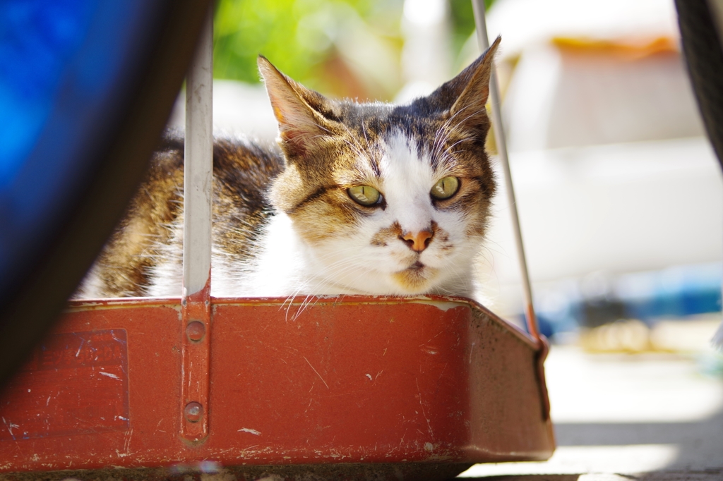 これでも飼い猫である