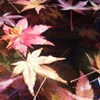水面に浮かぶ