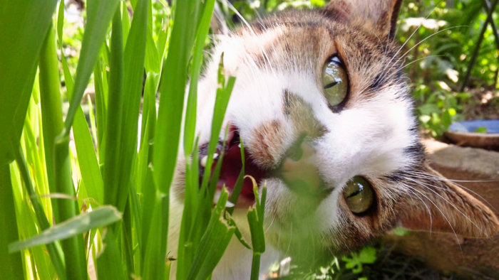 猫草に夢中