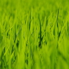 緑の絨毯