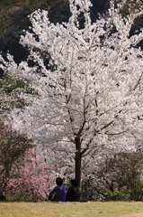 春の日の思い出