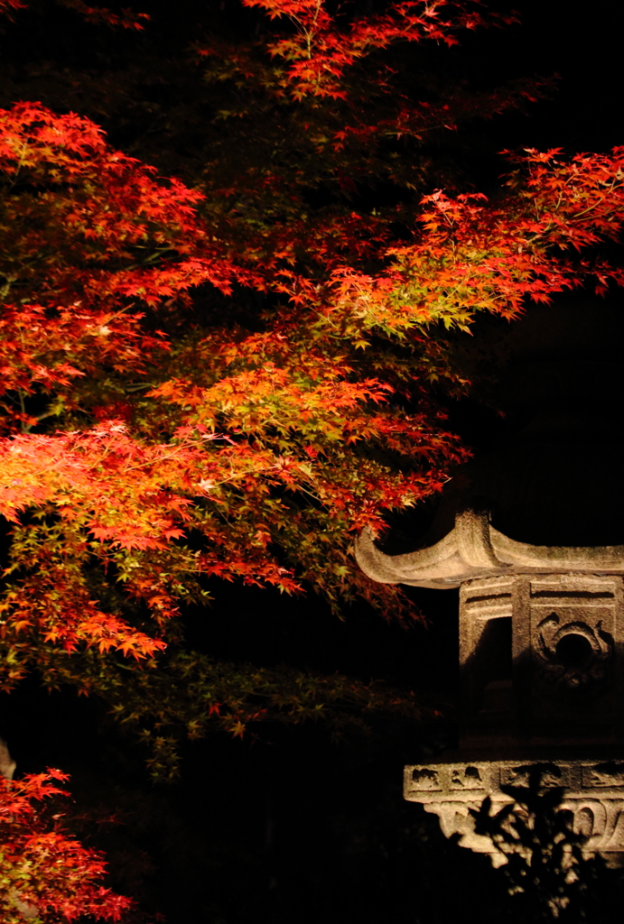 ライトアップ紅葉