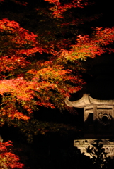 ライトアップ紅葉