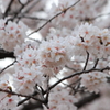 桜、満開