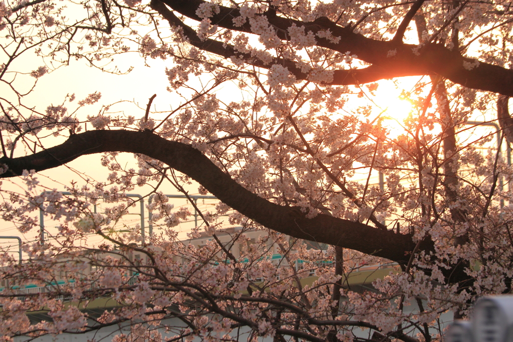 桜と夕日と列車