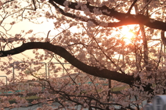桜と夕日と列車