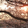 桜と夕日と列車