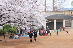 桜の木の下で