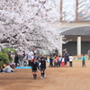 桜の木の下で