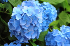 長谷寺　紫陽花１