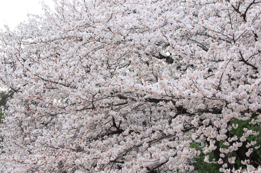 桜フワフワ