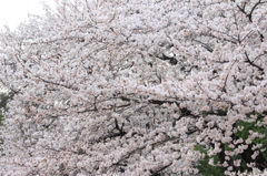 桜フワフワ