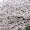 桜フワフワ