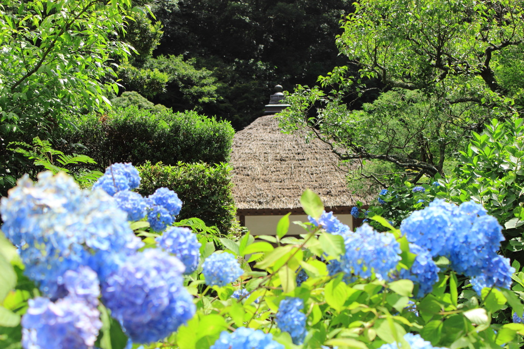 明月院