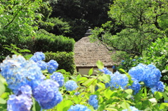 明月院