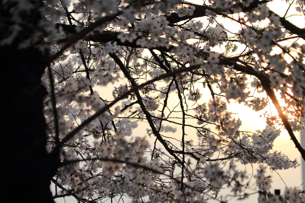 夕日と桜
