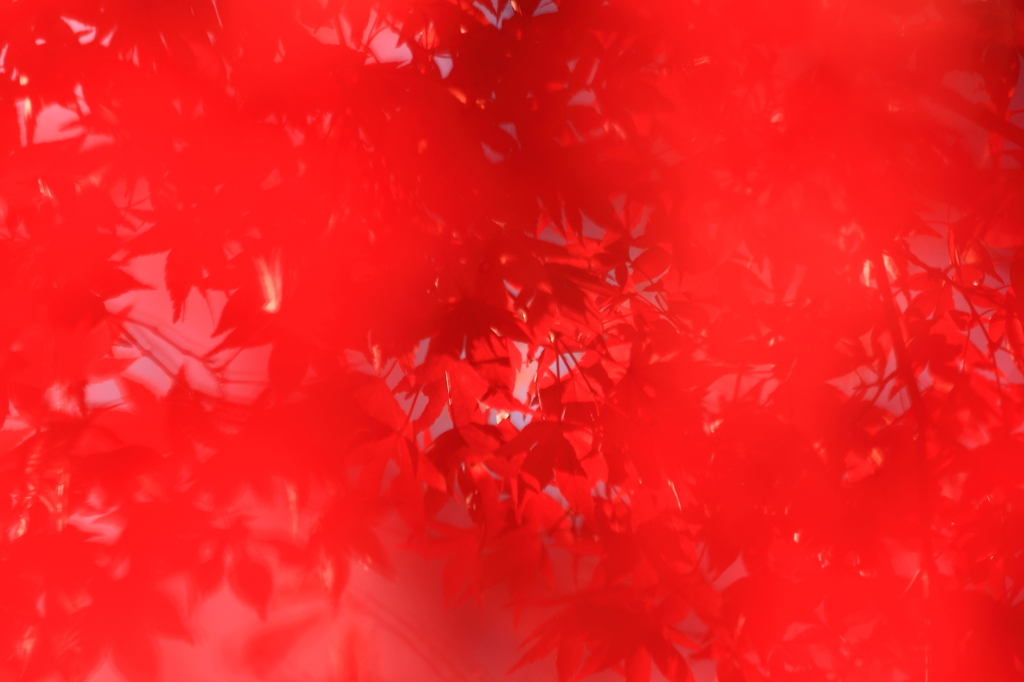 まっ紅っ