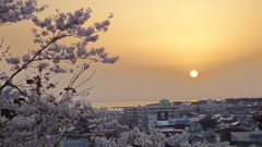 本荘公園の桜まつり072