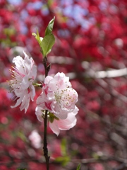 桜