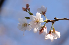 開花宣言