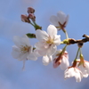 開花宣言