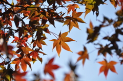 紅葉