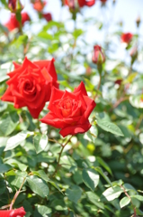 薔薇