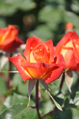 薔薇