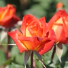 薔薇