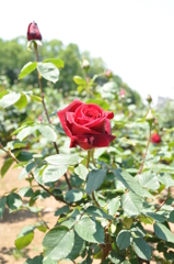 薔薇