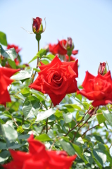 薔薇