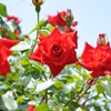 薔薇