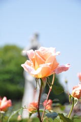 薔薇