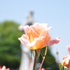 薔薇