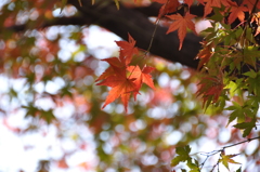 紅葉