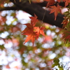 紅葉