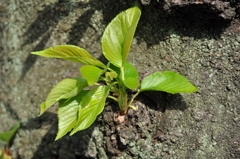 来年へ