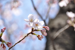 開花宣言