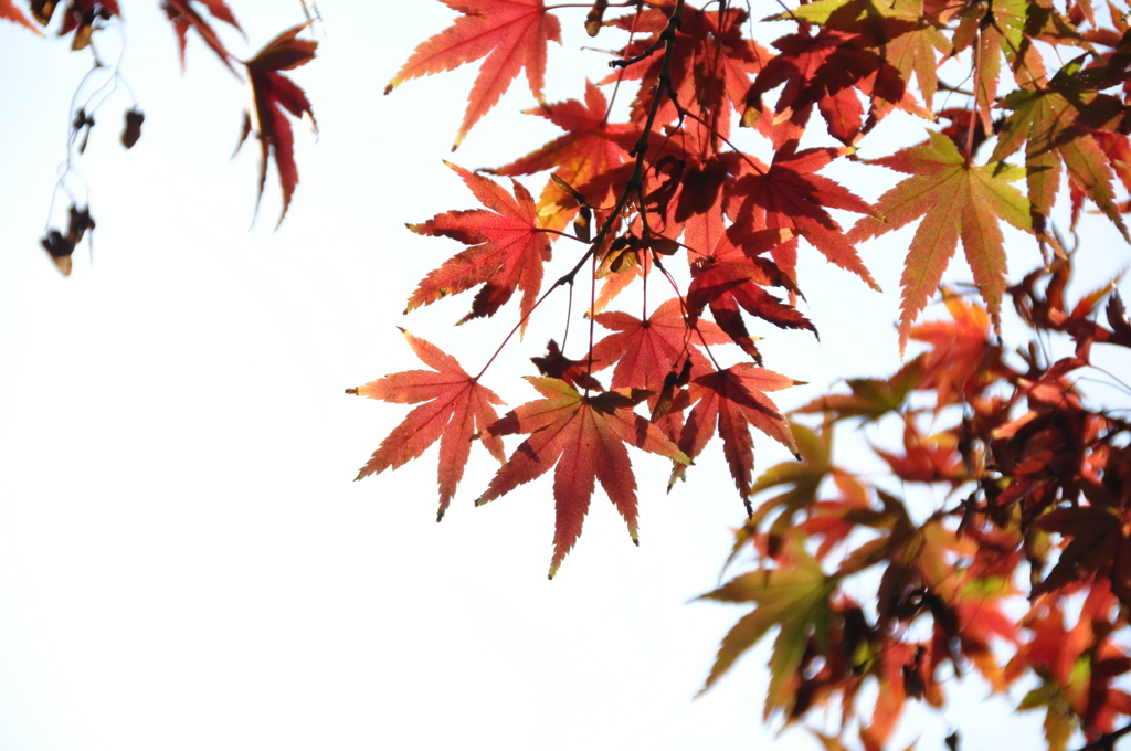 紅葉