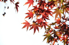 紅葉