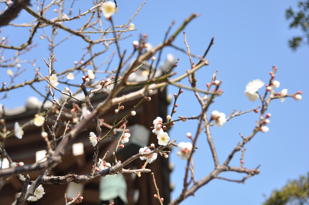 梅と長谷寺
