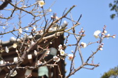 梅と長谷寺