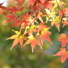 紅葉