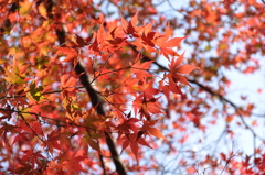 紅葉
