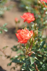 薔薇