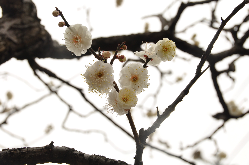 池上梅園